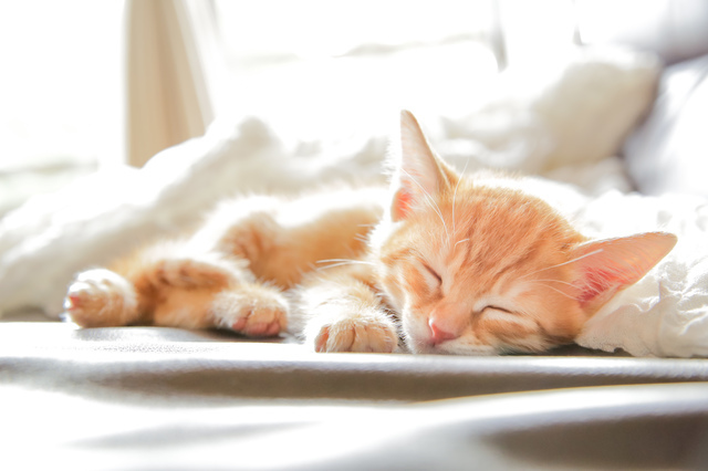 日差しの中で眠る子猫